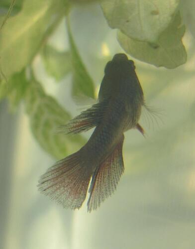 fisk 012.jpg