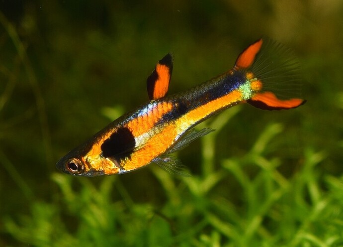 Red Chest Endler's (7).JPG