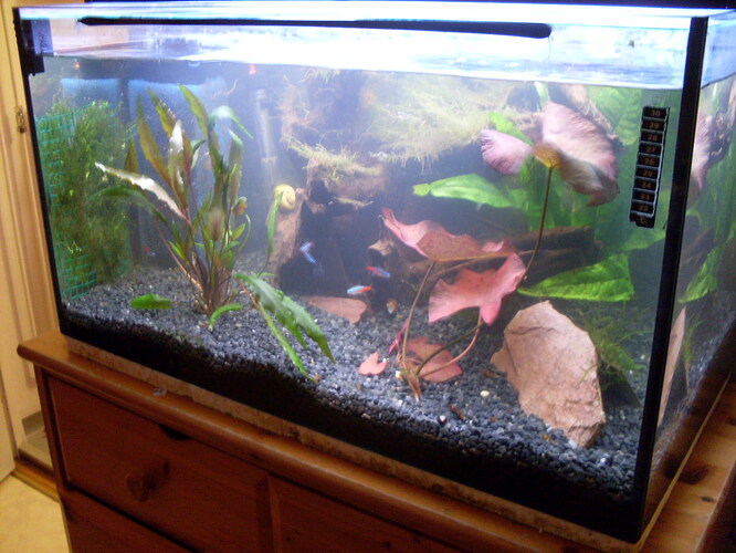 Omorganiserat i akvariumet (5).JPG