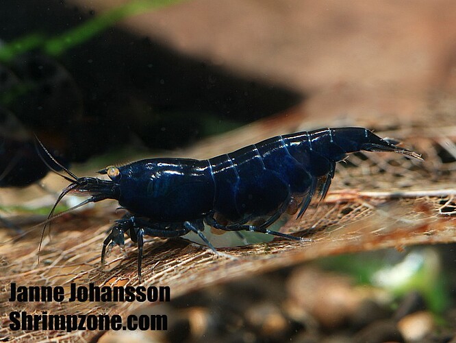 Blueberry Tiger.jpg