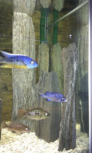IMAG0044.jpg