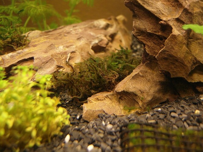 Moss after 11 days 8.jpg