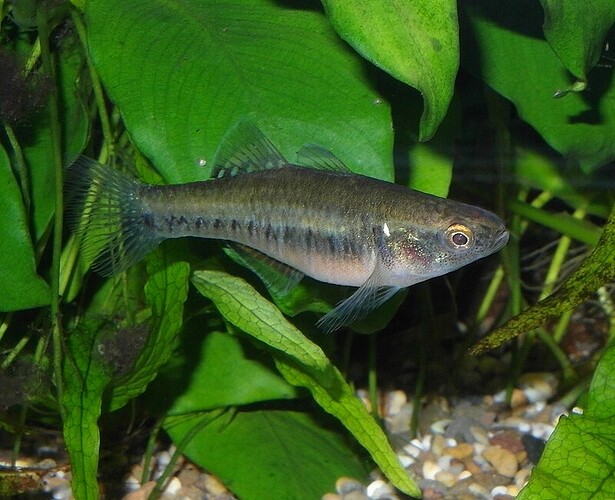 Empire Gudgeon.female.jpg