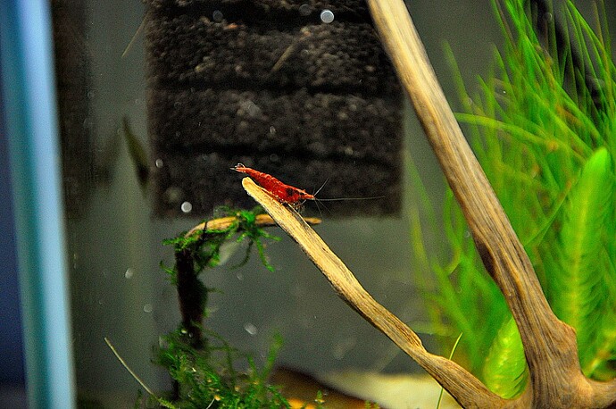 körsbärsräka picmonkey.jpg