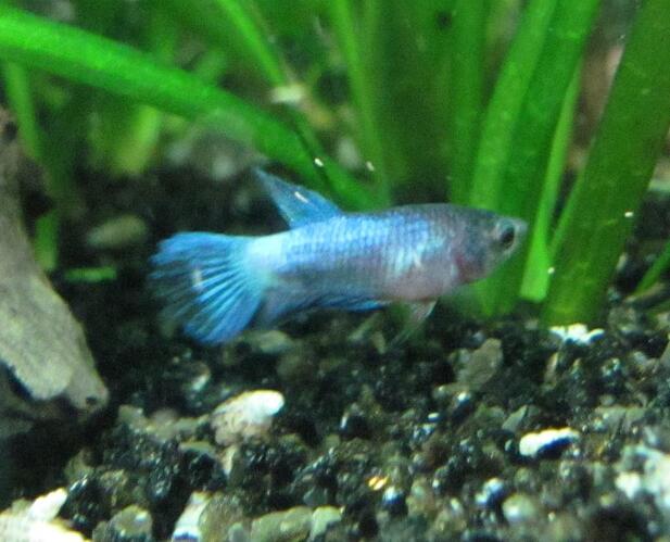 1103 Ungt Yngel (7).jpg