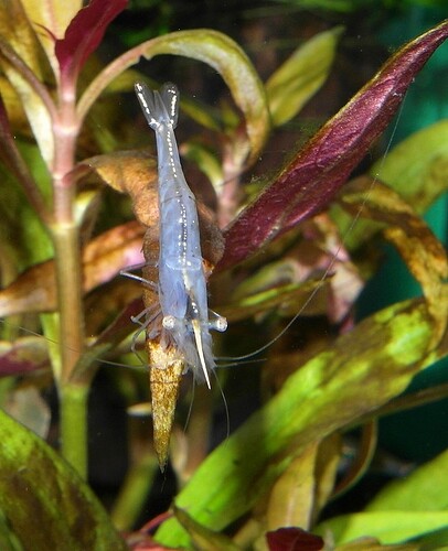Caridina gracilirostris  (5).jpg