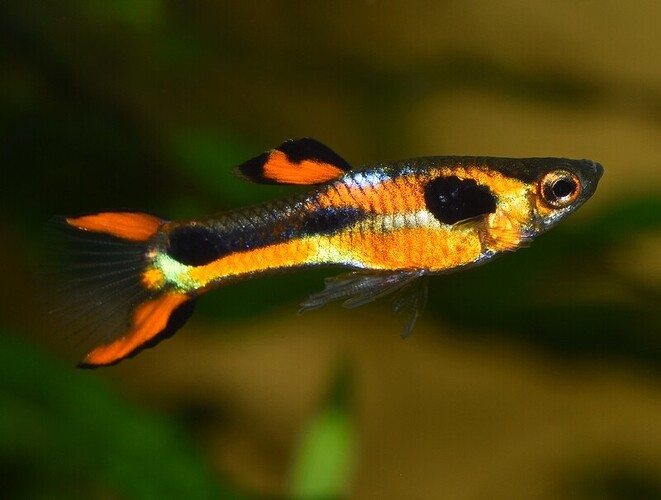Red Chest Endler's (8).JPG