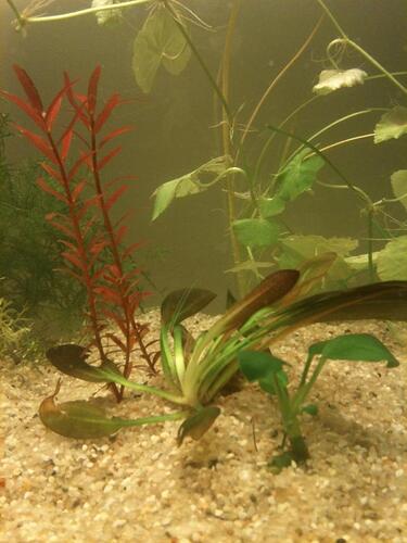 A3 2013-01-24detalj.jpg