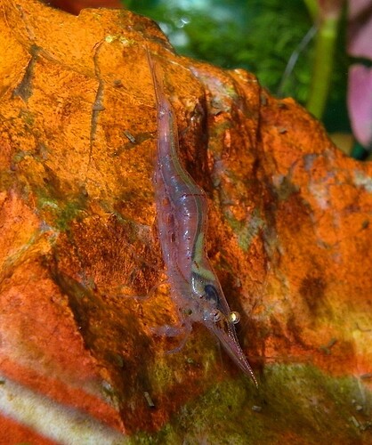 Caridina gracilirostris  (1).jpg