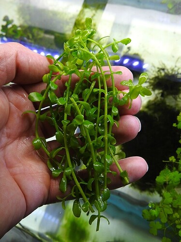 Bacopa monnieri.JPG