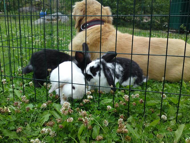 Telefonbilder c905 745.jpg