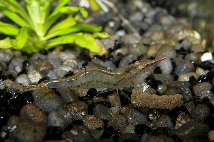 Caridina gracilirostris  (2).jpg