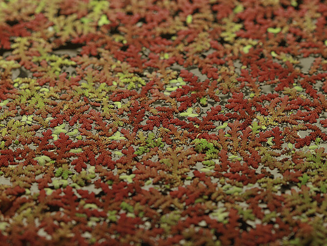 Azolla.jpg