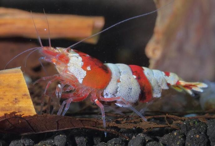 Blixt rakt pÃ¥ rÃ¤kan.jpg