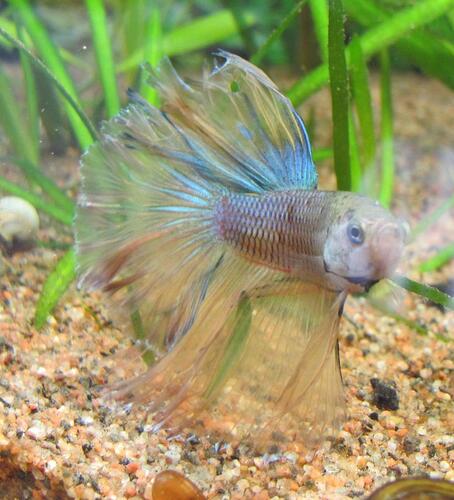 Mr. Splendens (13).jpg