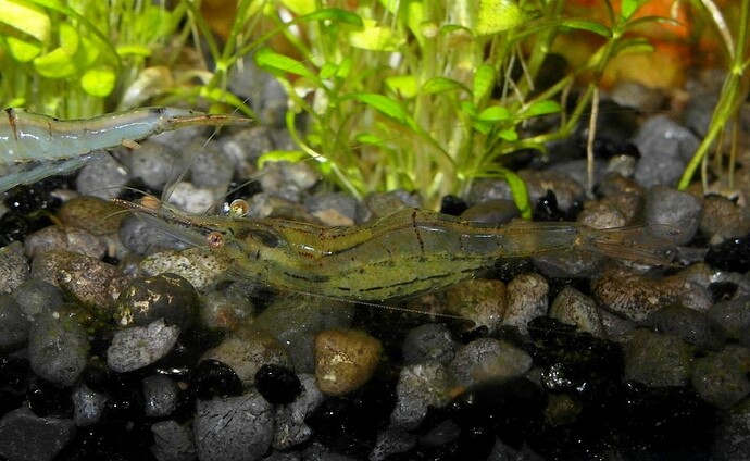 Pinocchio räka gravid 1.jpg