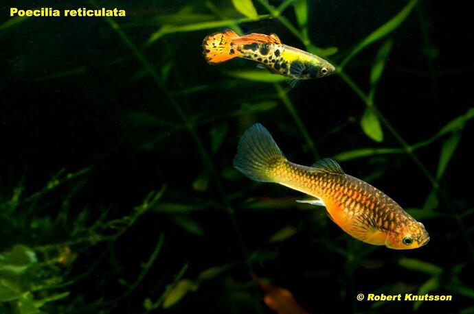 _DSC1612_redigerad-2 kopiera.jpg