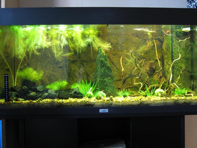 akvarie 013.jpg