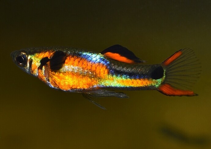 Red Chest Endler's (1).JPG