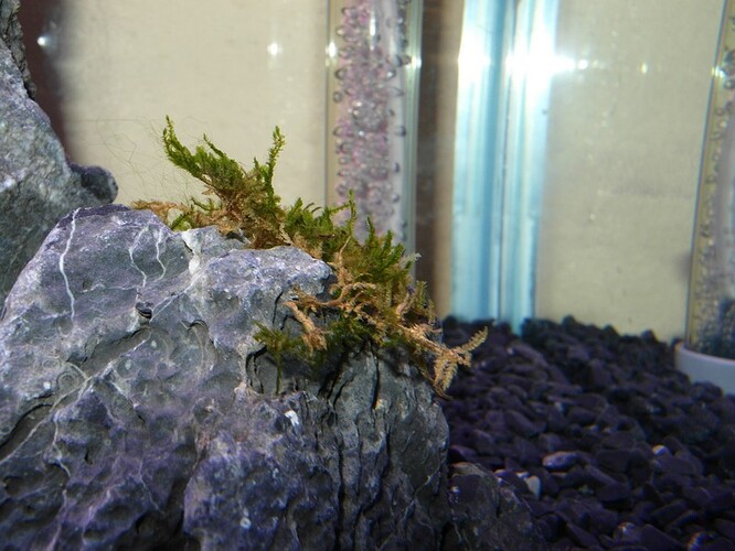 Moss after 11 days 10.jpg