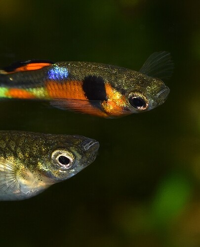 Red Chest Endler's 5.JPG