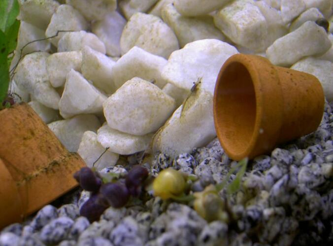 ursprung hane hona.jpg