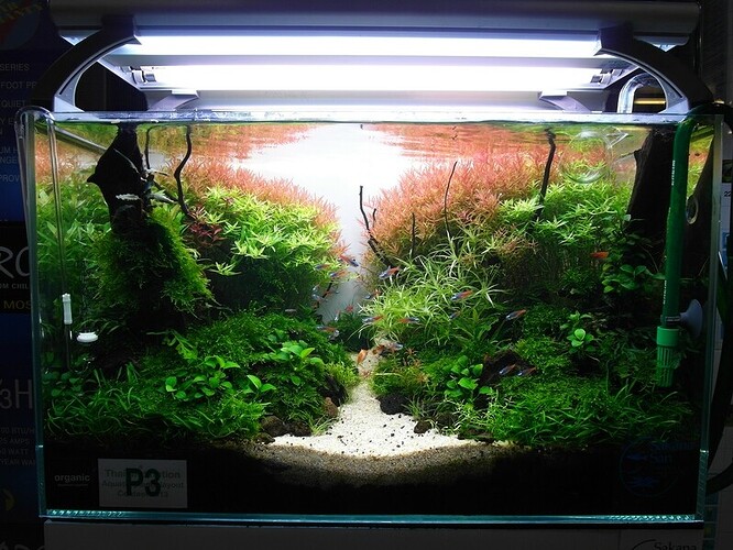 Aquascape 3.jpg