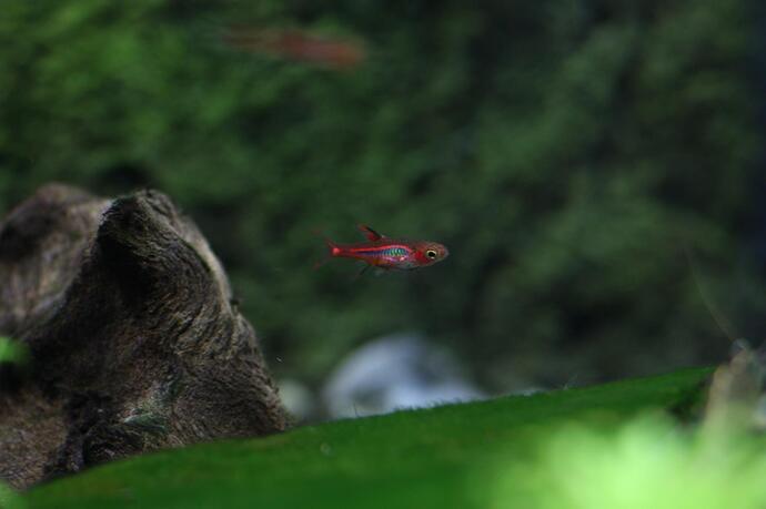 Boras birgitae 1.jpg