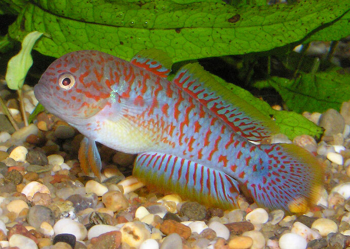 Tateurndina ocellicauda.jpg