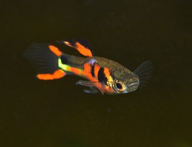 Red Chest Endler's (9).JPG