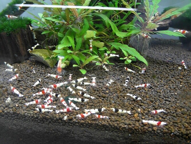 Red and Black Crystals.jpg
