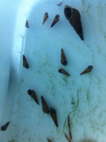 snail group.jpg
