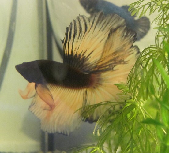 gul han-lyseblå hun 007.JPG