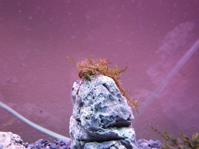 Moss after 11 days 7.jpg