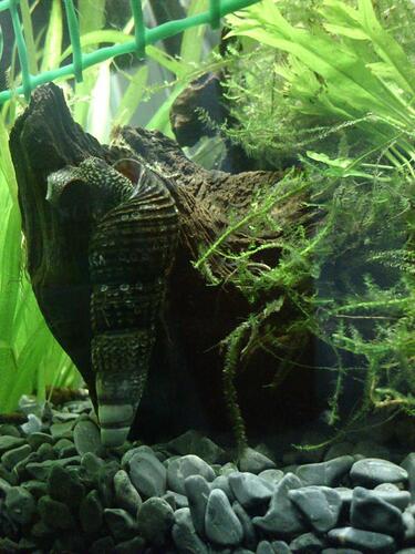 elefantsnÃ¤ckor 052.jpg