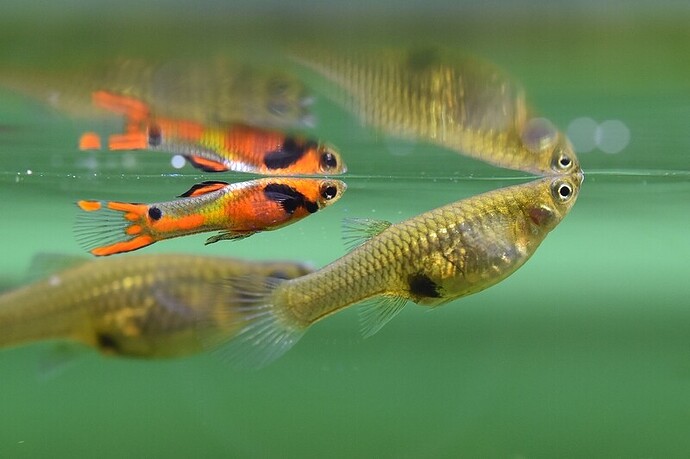 Red Chest Endler's 1.JPG