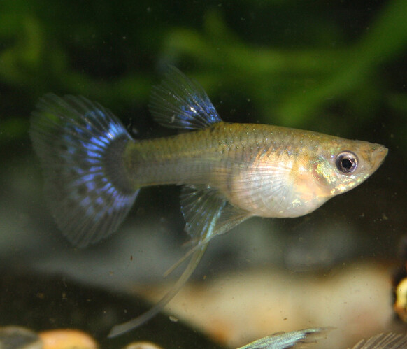 longfinnedguppyfemale1.jpg