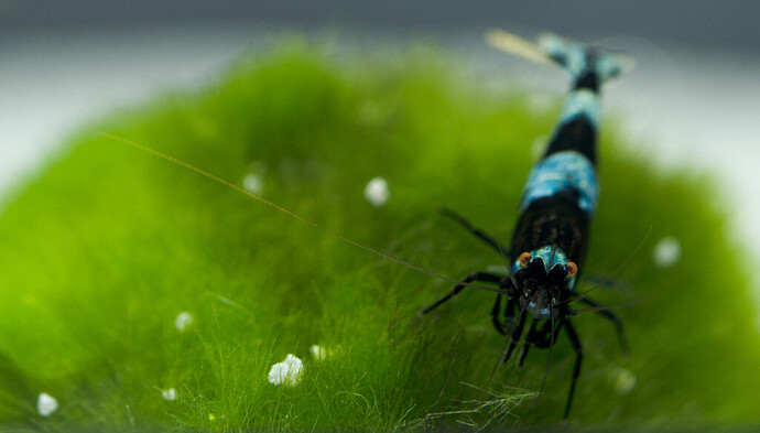 Panda Blueshade Malmömässan.jpg