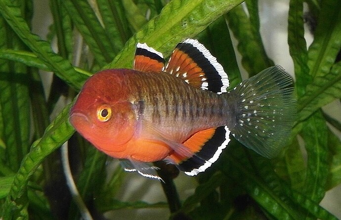 Empire Gudgeon.male 4.jpg