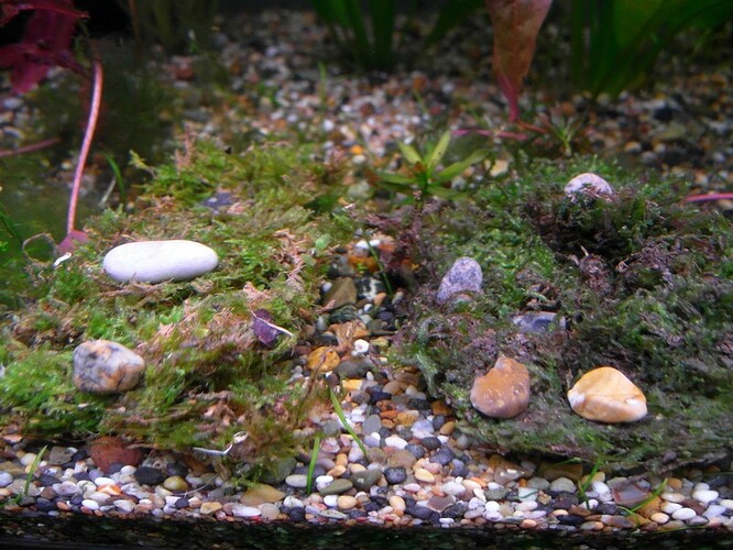 AquaticMagic Mossor  (5).jpg