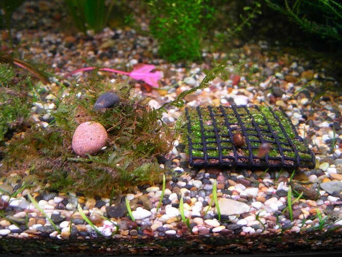 AquaticMagic Mossor  (4).jpg