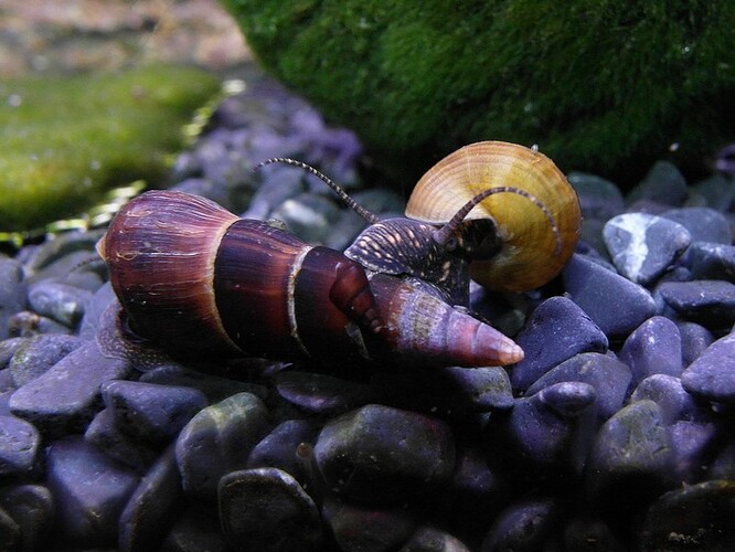 elefants & ricefish 8.jpg