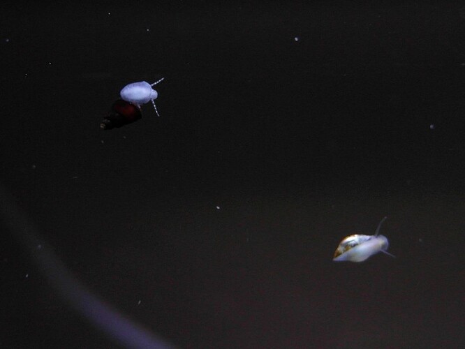 elefants & ricefish 1.jpg