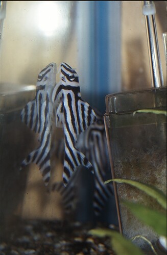 Hypancistrus zebra 1.jpg