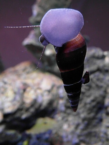 elefants & ricefish 7.jpg