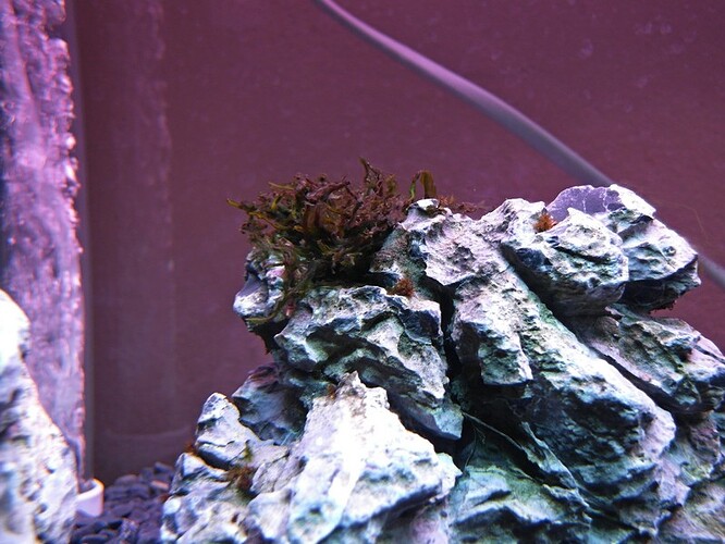 Moss after 11 days 4.jpg