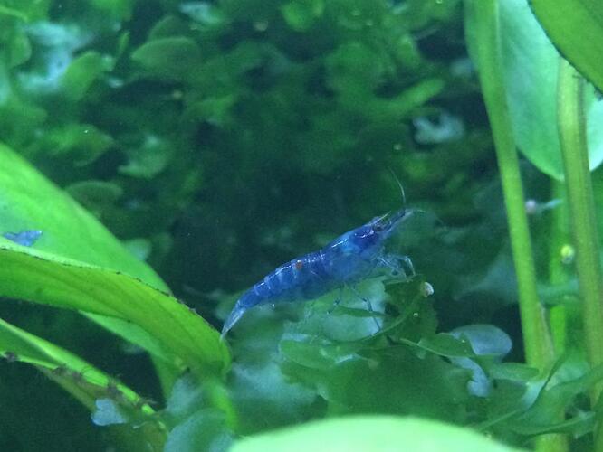 bluejelly1.jpg