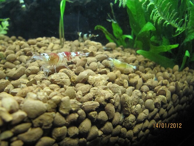 Redbee och golden white.jpg