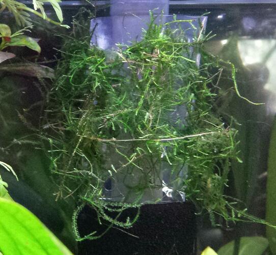 Javamossa pÃ¥ plastcylinder.jpg