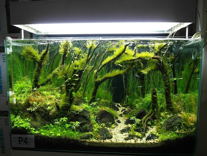 Aquascape 4.jpg